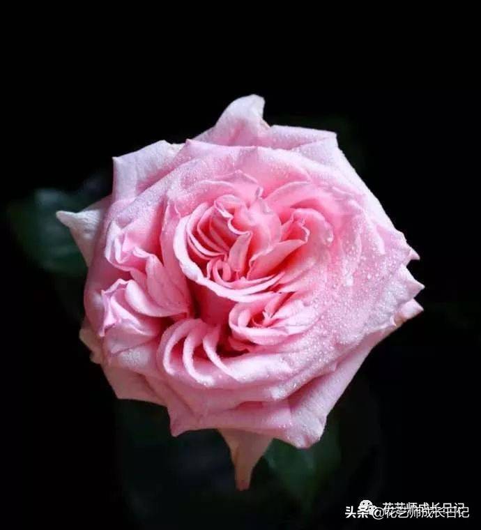 粉色玫瑰（10款粉色玫瑰品种介绍）-第1张图片
