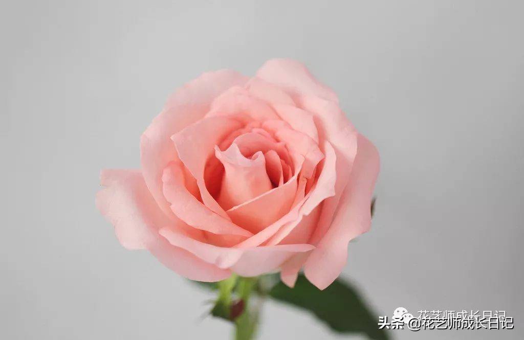 粉色玫瑰（10款粉色玫瑰品种介绍）-第3张图片