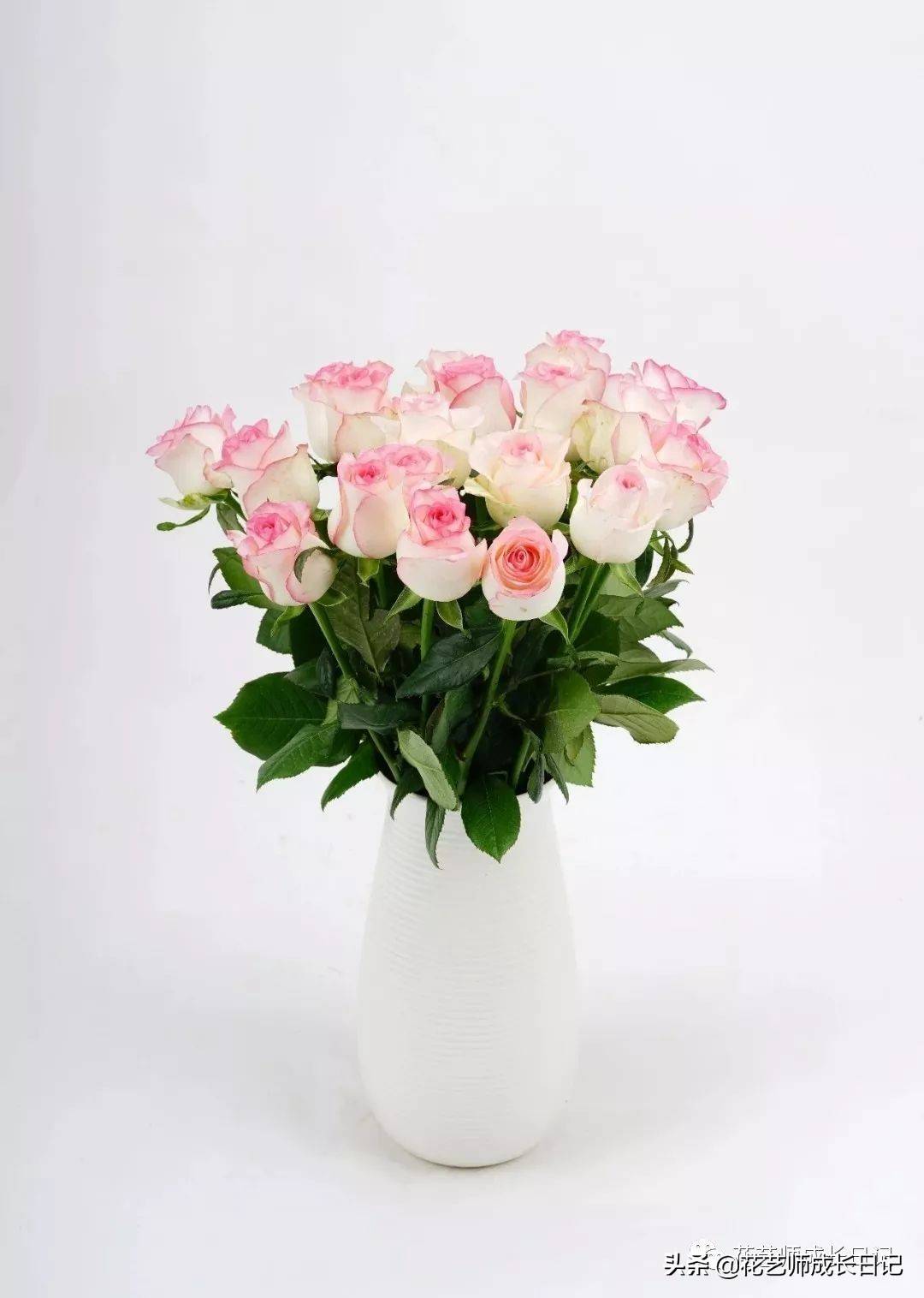 粉色玫瑰（10款粉色玫瑰品种介绍）-第6张图片