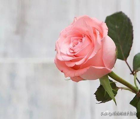粉色玫瑰（10款粉色玫瑰品种介绍）-第4张图片