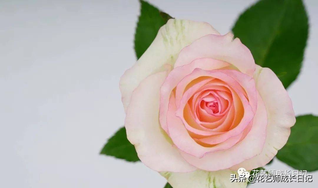 粉色玫瑰（10款粉色玫瑰品种介绍）-第5张图片