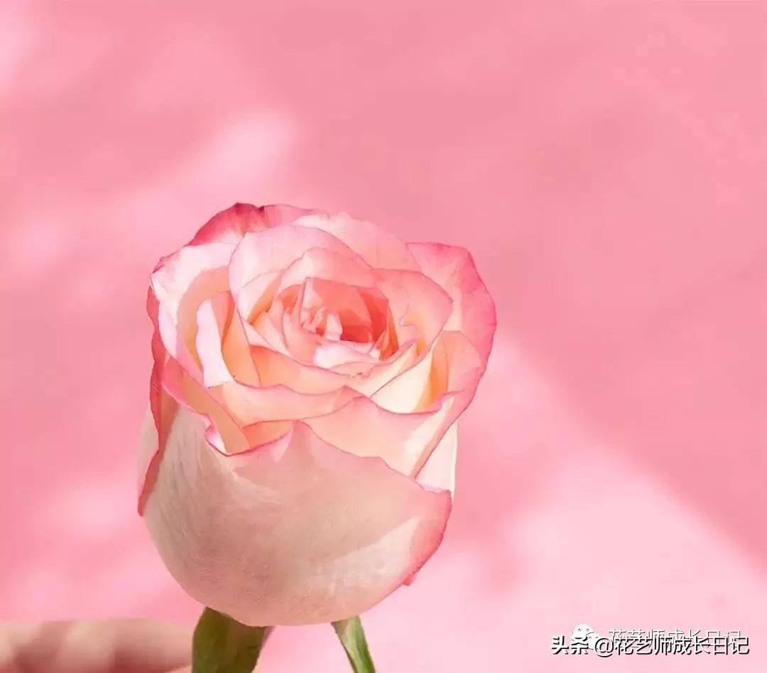 粉色玫瑰（10款粉色玫瑰品种介绍）-第7张图片