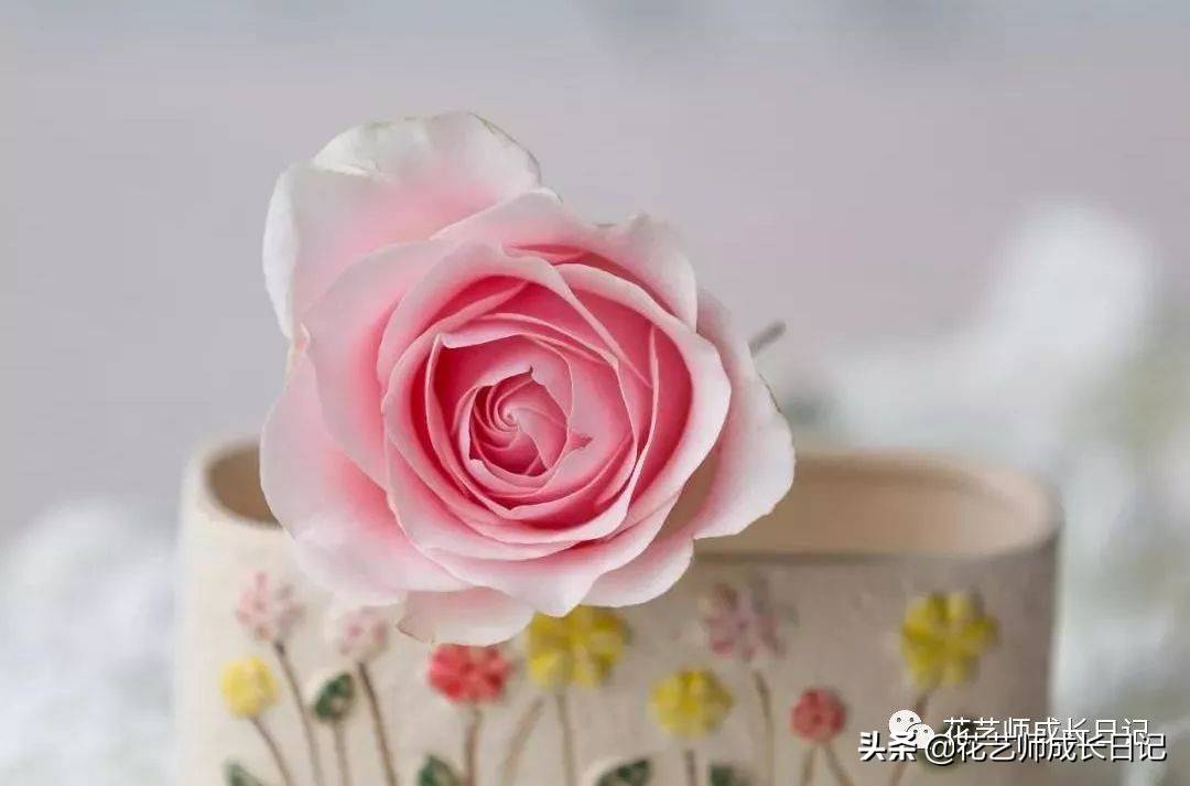 粉色玫瑰（10款粉色玫瑰品种介绍）-第9张图片