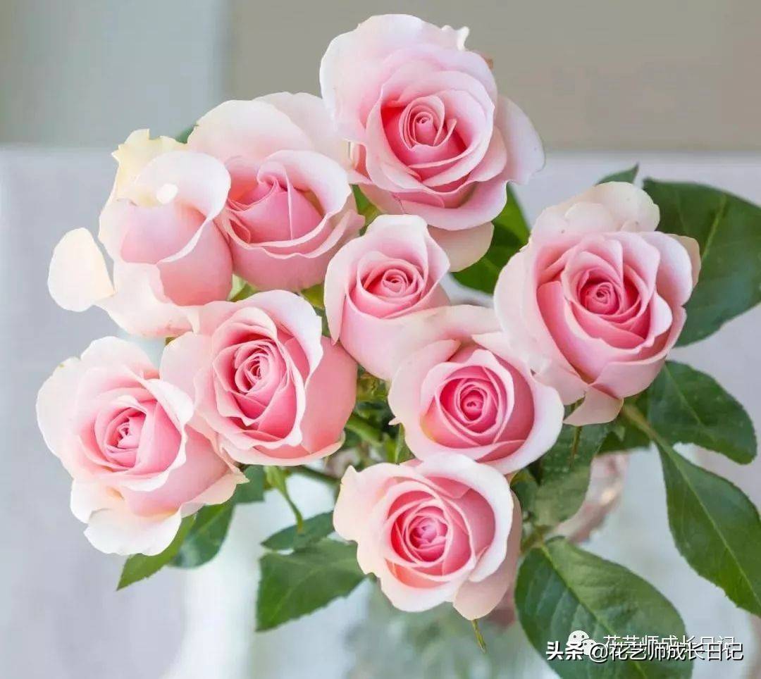 粉色玫瑰（10款粉色玫瑰品种介绍）-第10张图片