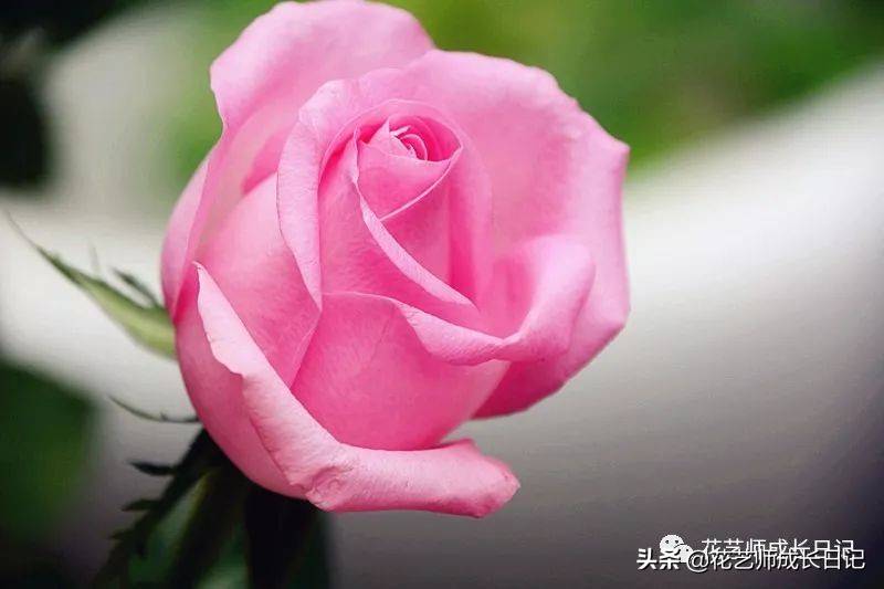 粉色玫瑰（10款粉色玫瑰品种介绍）-第11张图片