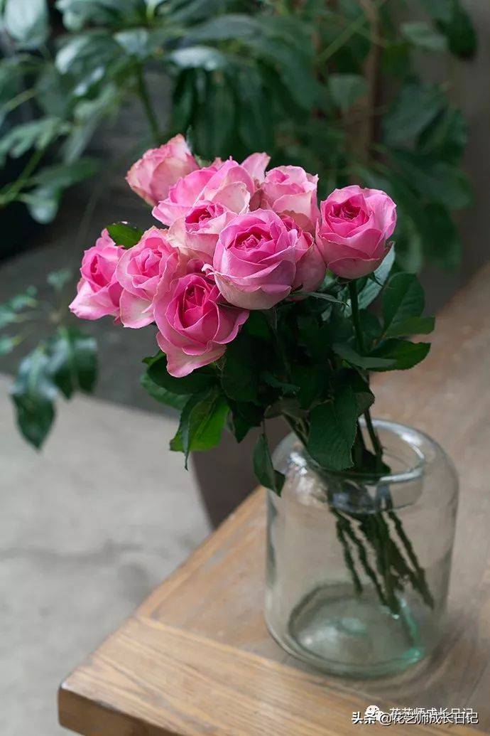 粉色玫瑰（10款粉色玫瑰品种介绍）-第16张图片