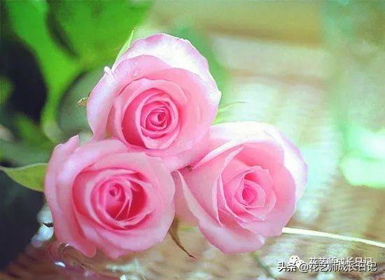 粉色玫瑰（10款粉色玫瑰品种介绍）-第12张图片