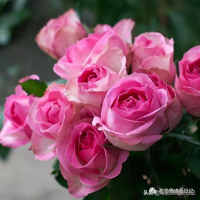 粉色玫瑰（10款粉色玫瑰品种介绍）-第15张图片