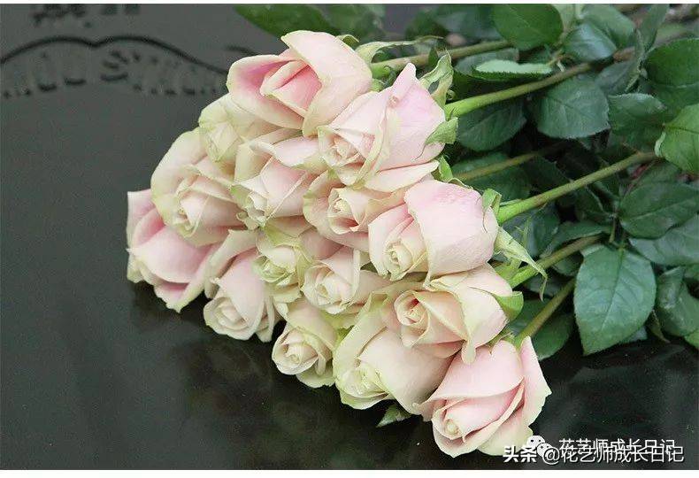 粉色玫瑰（10款粉色玫瑰品种介绍）-第19张图片