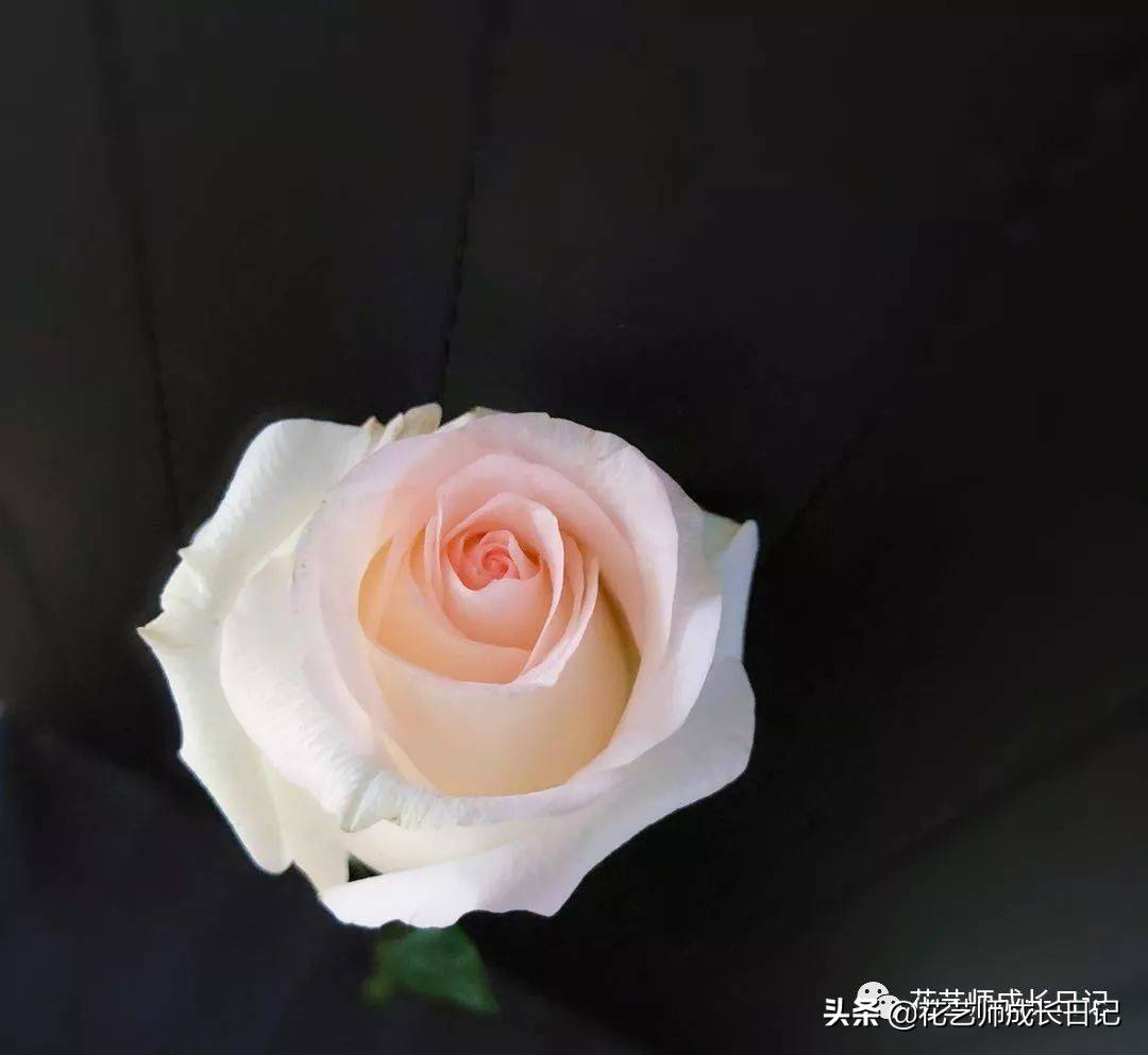 粉色玫瑰（10款粉色玫瑰品种介绍）-第20张图片