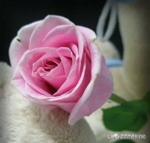 粉色玫瑰（10款粉色玫瑰品种介绍）-第17张图片
