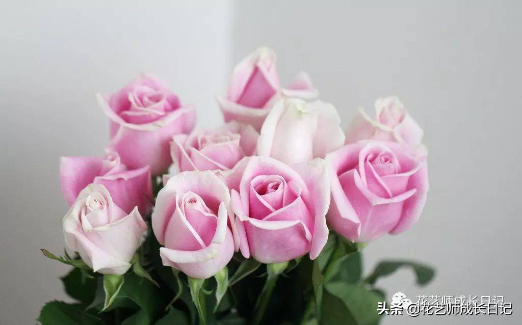 粉色玫瑰（10款粉色玫瑰品种介绍）-第18张图片