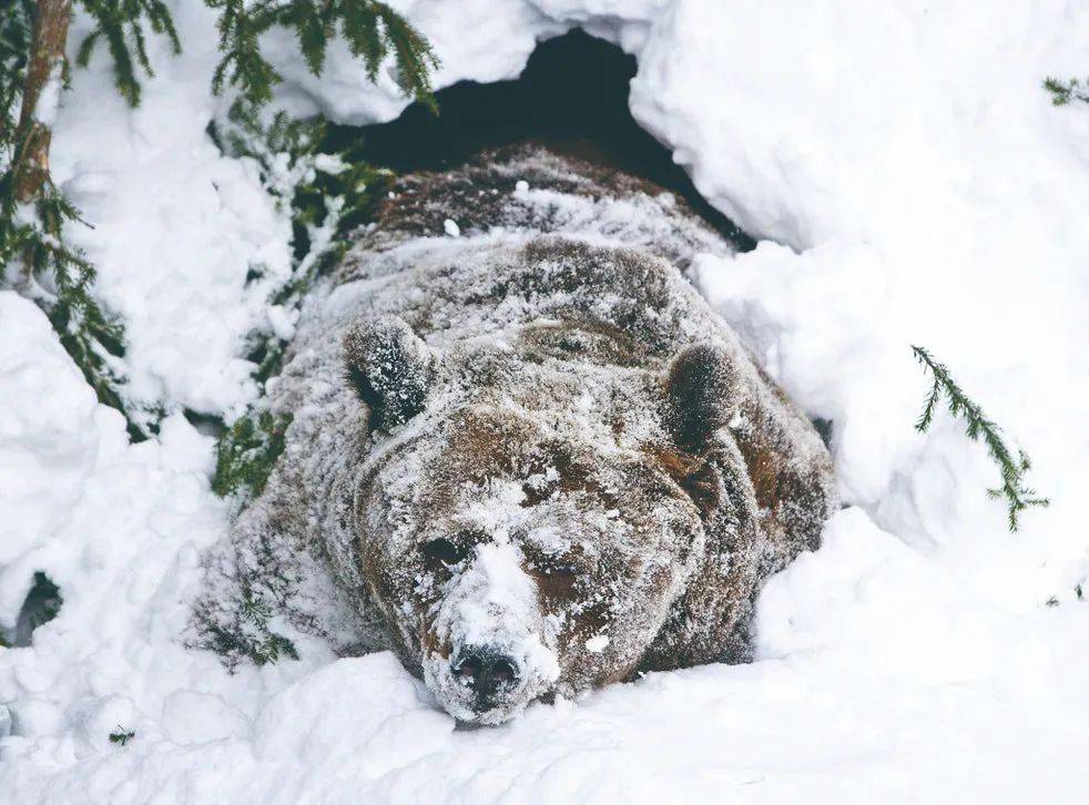 熊冬眠吗（熊在冬眠的时候会冻僵吗？）-第1张图片