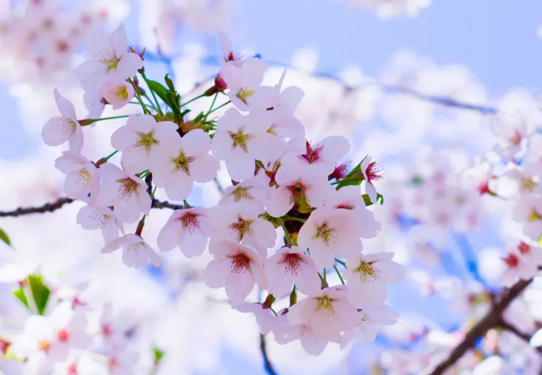 成都一日游（成都附近17个最适合一日游的景点）-第18张图片