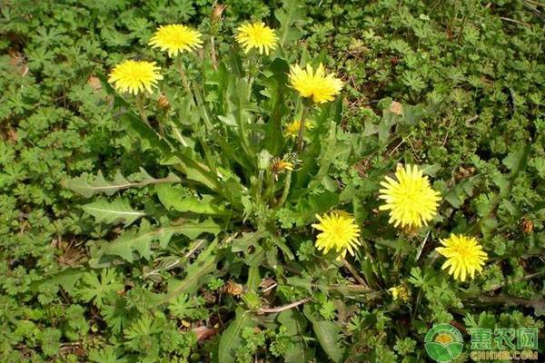 种植什么药材？（3类药材前景好、销路稳）-第1张图片