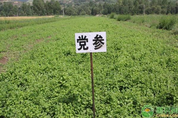 种植什么药材？（3类药材前景好、销路稳）-第3张图片