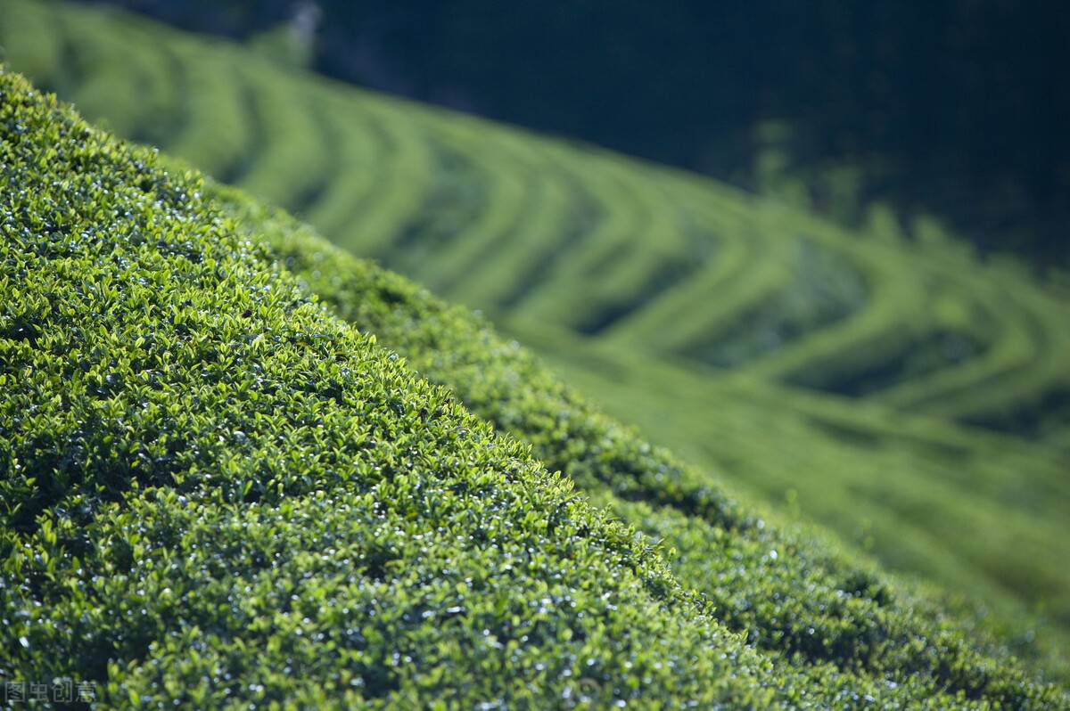 茶叶的基本知识（茶叶基础知识）-第4张图片