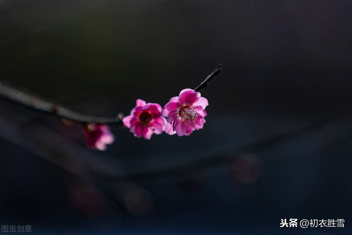 春节的诗（唐诗新年新春6首）-第5张图片
