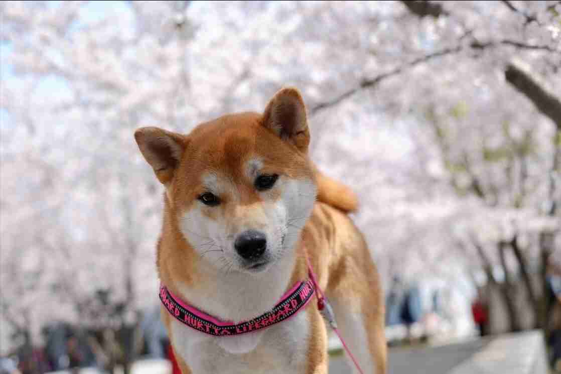日本柴犬（柴犬的优缺点都有哪些？）-第1张图片