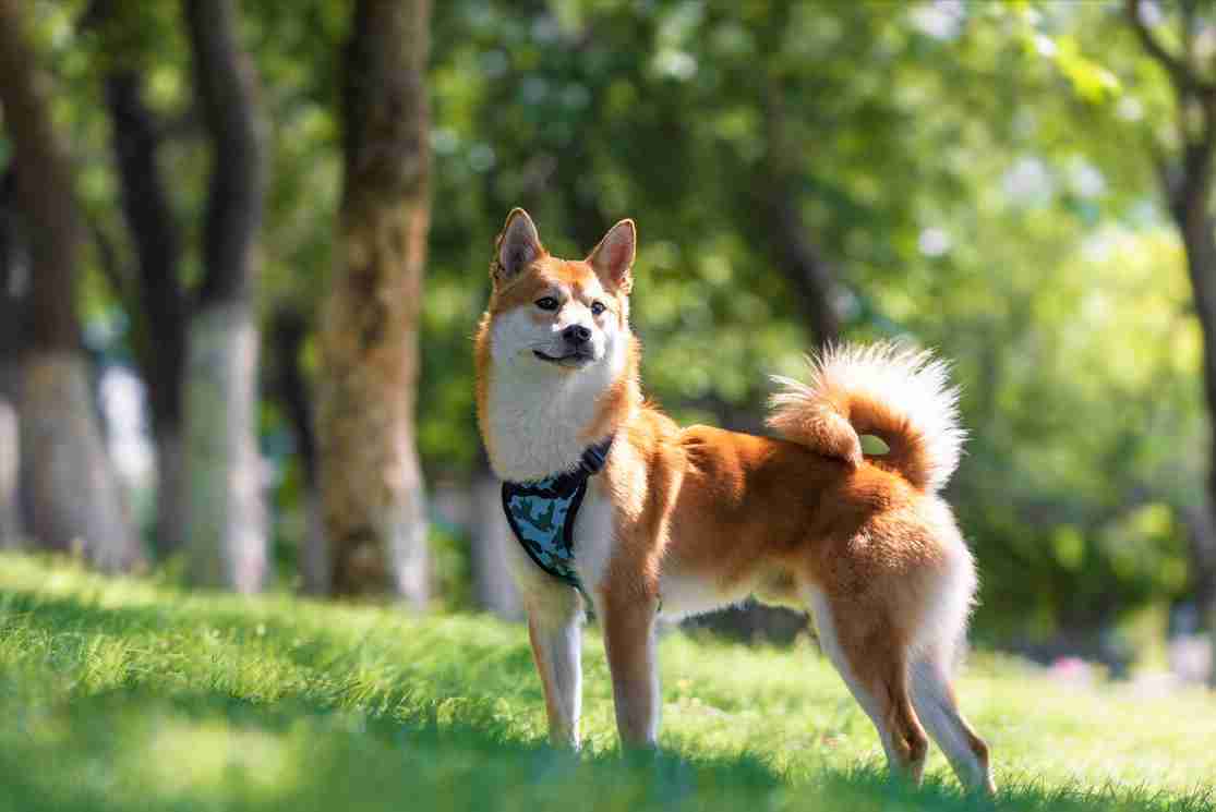 日本柴犬（柴犬的优缺点都有哪些？）-第4张图片