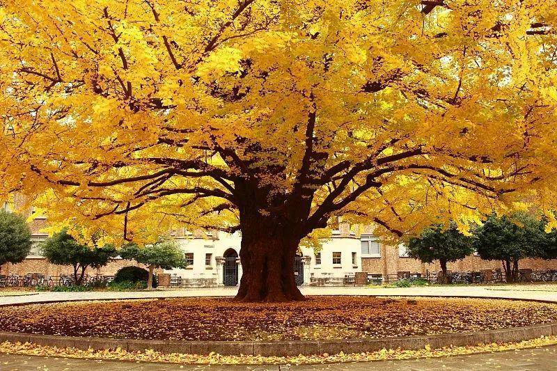 秋天的树（秋天最美的5种树）-第4张图片