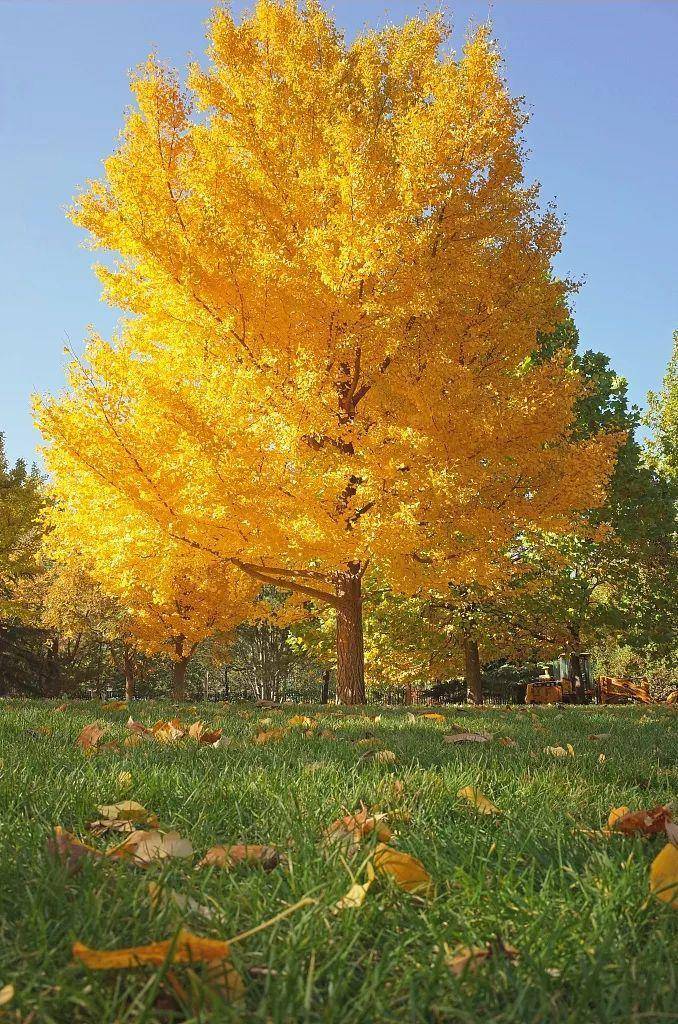 秋天的树（秋天最美的5种树）-第3张图片