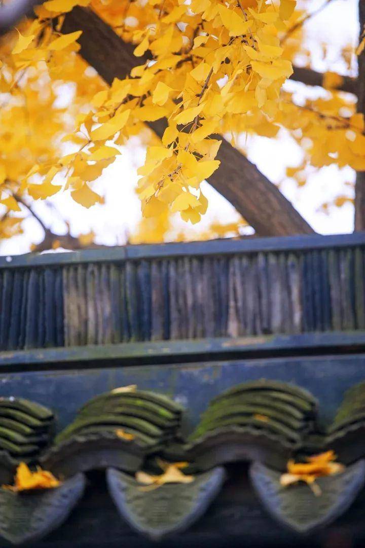 秋天的树（秋天最美的5种树）-第5张图片