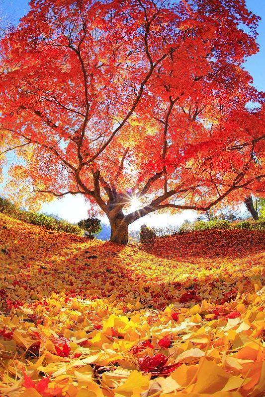 秋天的树（秋天最美的5种树）-第9张图片