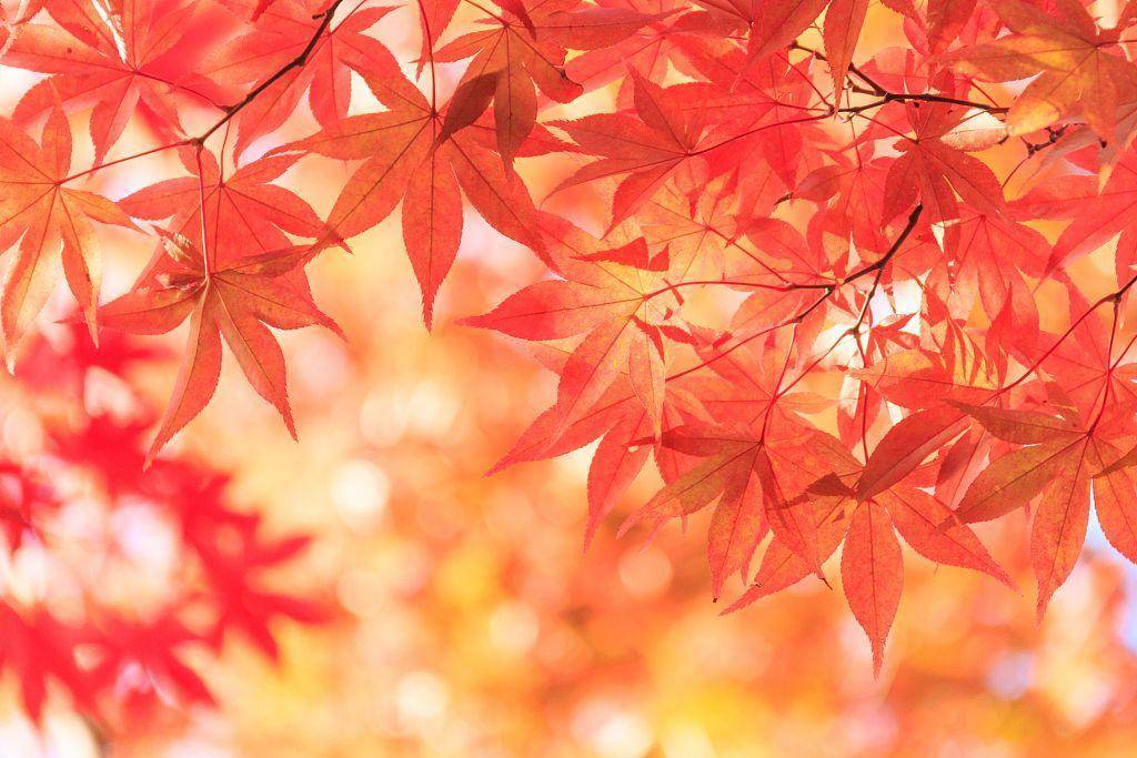 秋天的树（秋天最美的5种树）-第10张图片