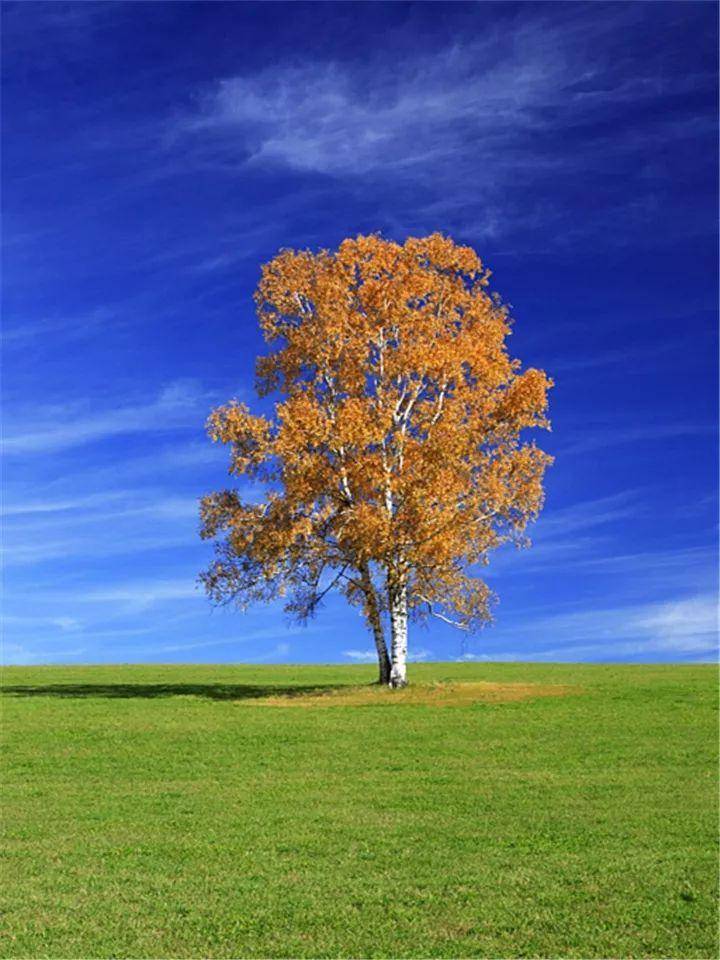 秋天的树（秋天最美的5种树）-第20张图片
