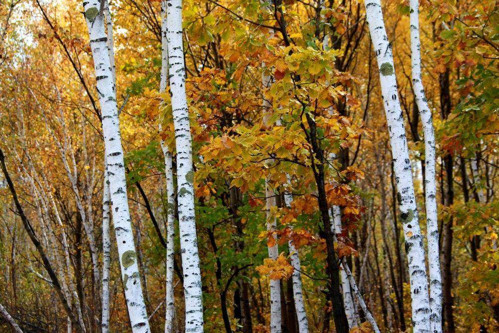 秋天的树（秋天最美的5种树）-第22张图片