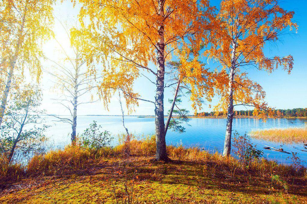 秋天的树（秋天最美的5种树）-第21张图片
