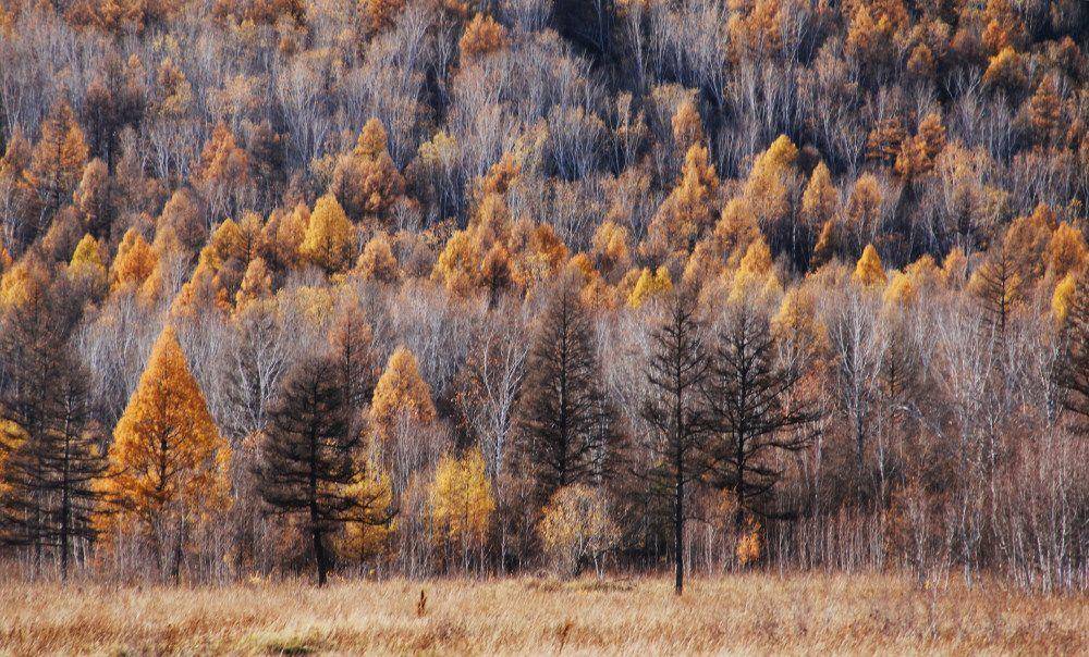 秋天的树（秋天最美的5种树）-第24张图片