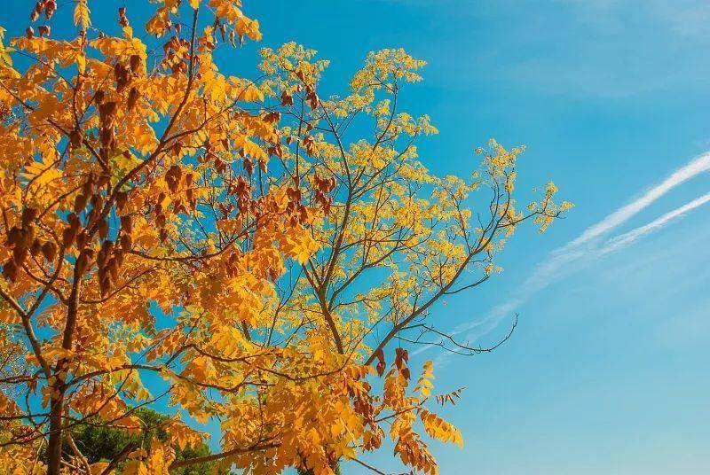 秋天的树（秋天最美的5种树）-第30张图片