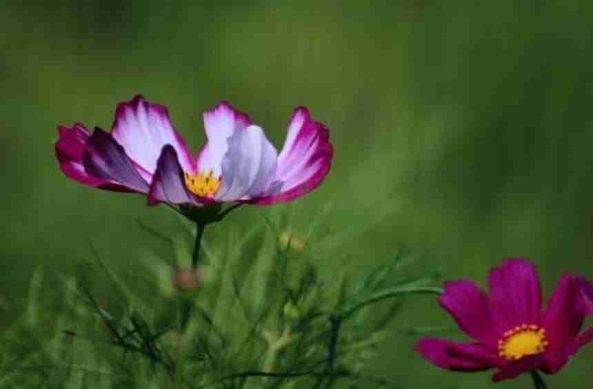 大波斯菊（大波斯菊花语是什么  ？）-第3张图片