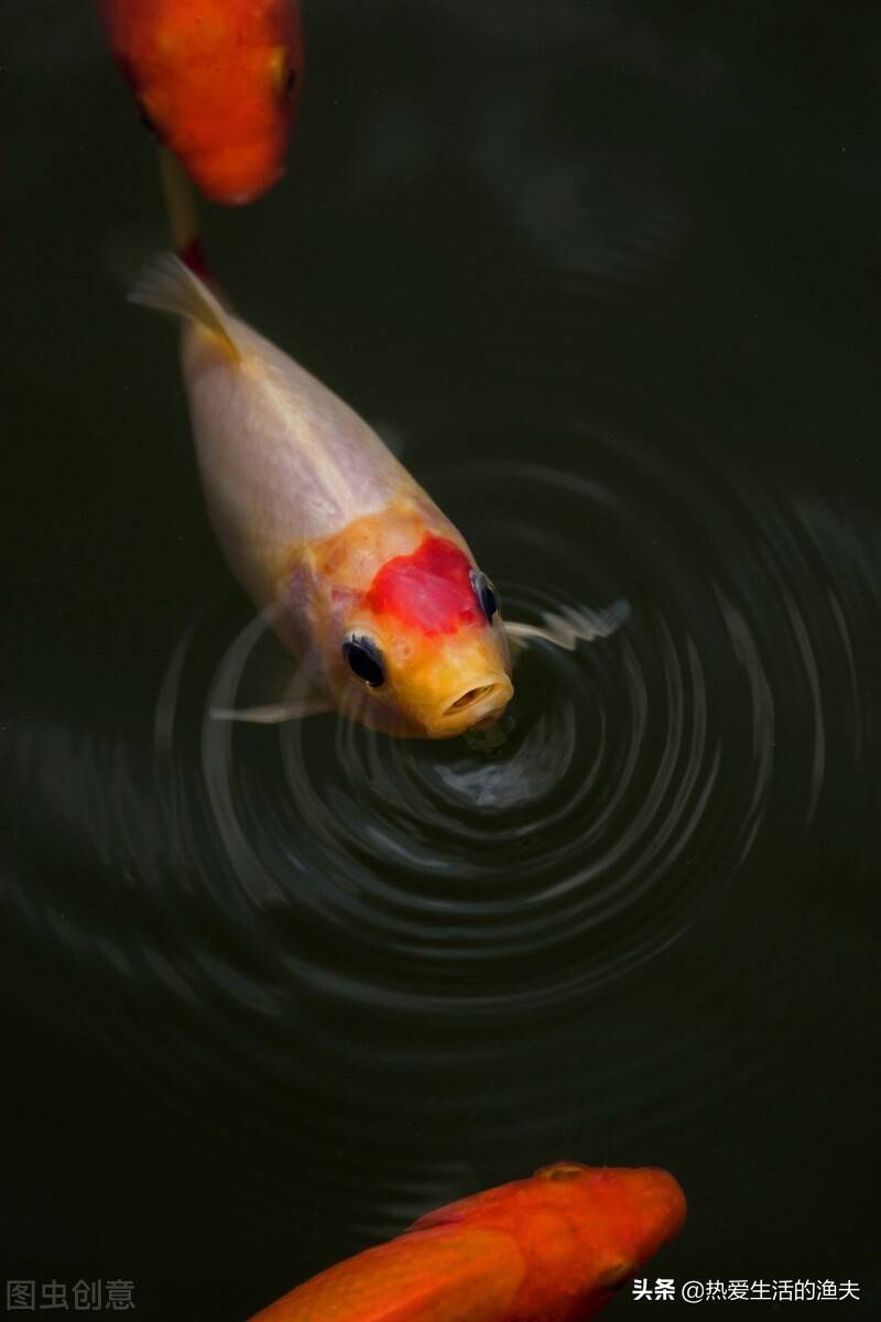 金鱼的饲养方法（养好金鱼日常要注意哪些事项？）-第8张图片