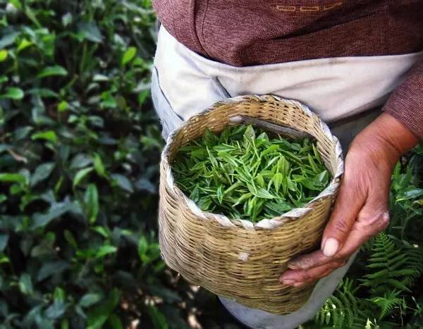 蒙顶茶是什么茶 ?(茶知识百科:蒙顶茶)-第3张图片 蒙顶茶是什么茶 ?(茶知识百科:蒙顶茶)-第3张图片