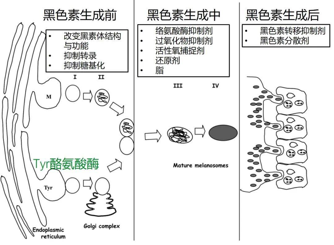 美白小秘方（送你一份美白秘方）-第3张图片