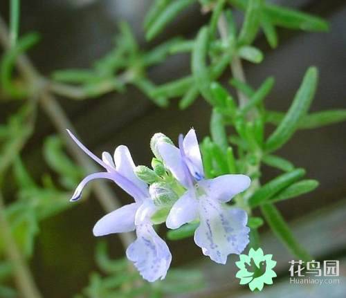 迷迭香茶的作用（迷迭香的功效与作用有哪些？）-第3张图片