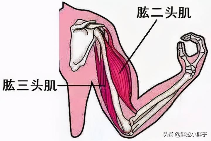 家中健身方法（你要的家庭健身方法都在这里了）-第19张图片