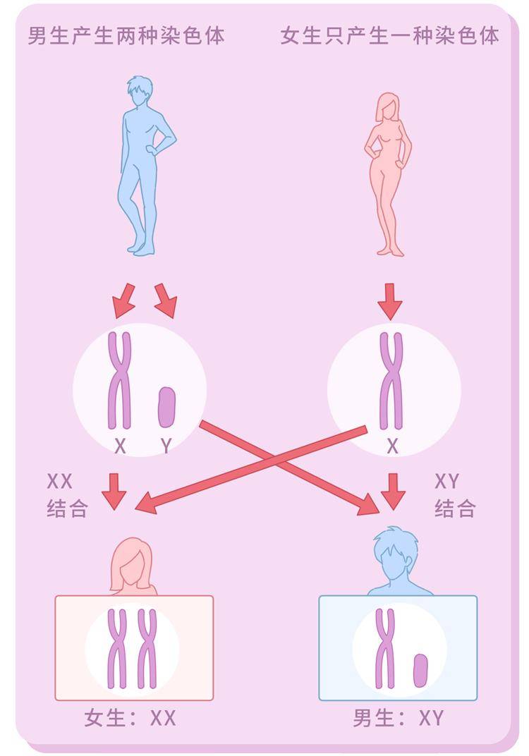 转胎药是真的还是假的（转胎丸是什么？）-第3张图片