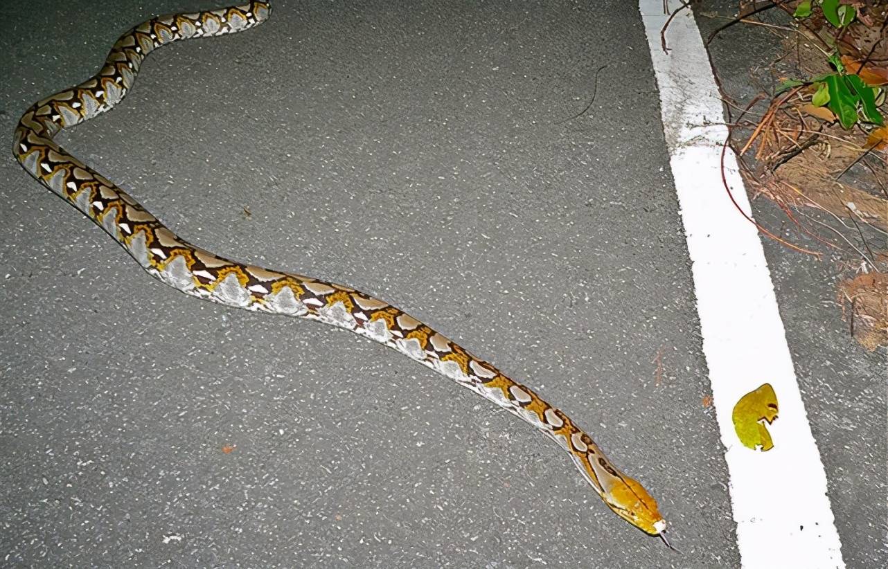 世界上最长的蛇（有记录以来世界上现存最大的蛇是什么？）-第2张图片