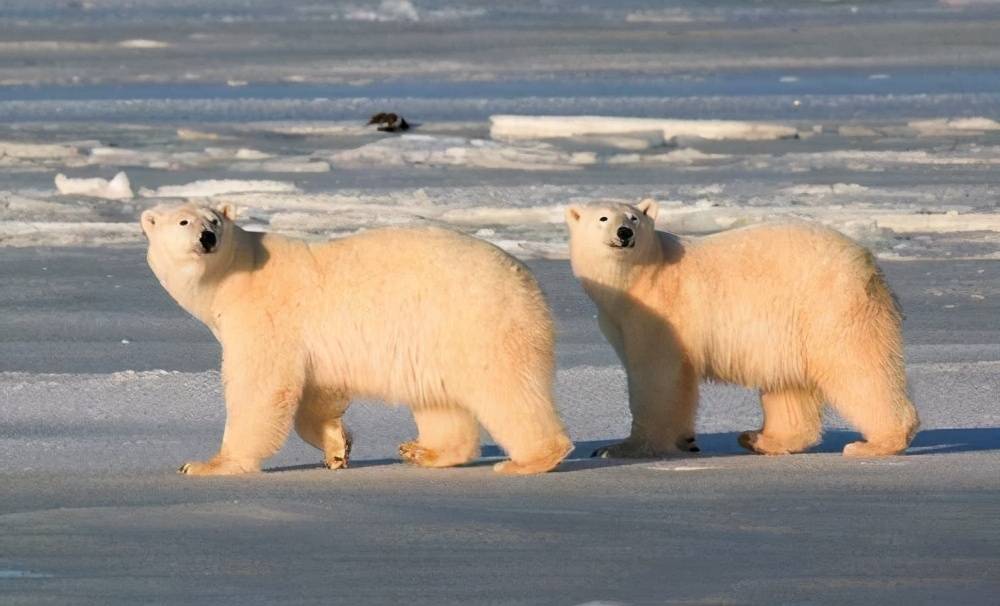 北极熊冬眠吗？（为什么只有怀孕的北极熊能冬眠？）-第1张图片