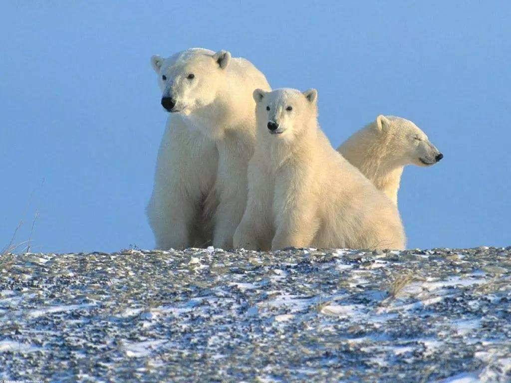 北极熊冬眠吗？（为什么只有怀孕的北极熊能冬眠？）-第2张图片