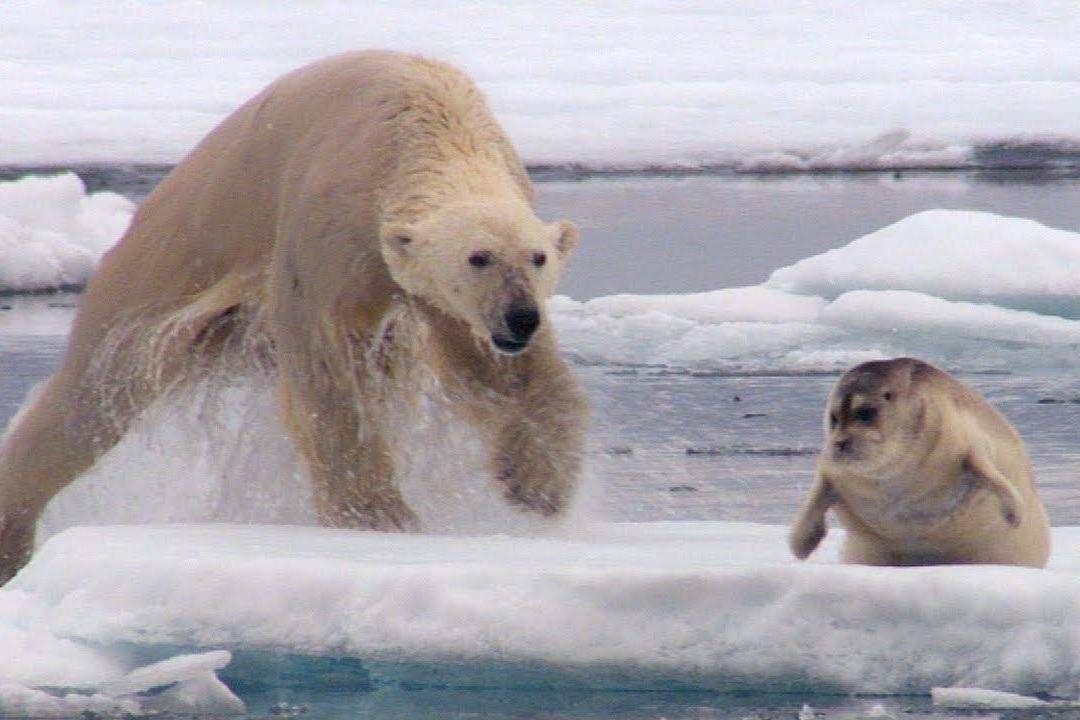 北极熊冬眠吗？（为什么只有怀孕的北极熊能冬眠？）-第6张图片
