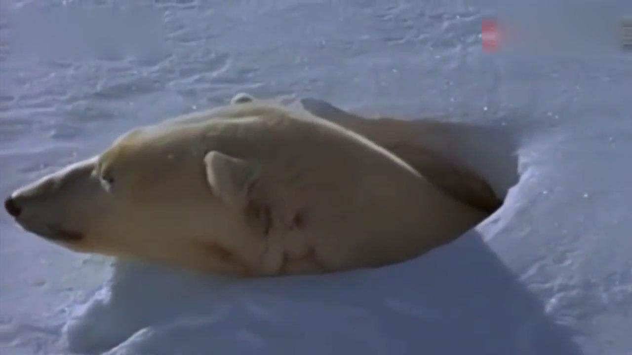 北极熊冬眠吗？（为什么只有怀孕的北极熊能冬眠？）-第7张图片