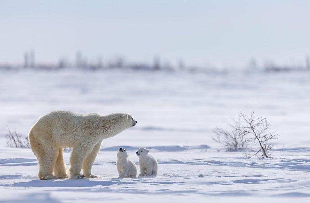 北极熊冬眠吗？（为什么只有怀孕的北极熊能冬眠？）-第8张图片