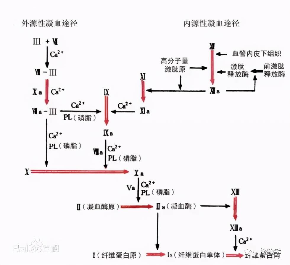 血友病是什么？（被称为皇室贵族病的血友病究竟是什么？）-第1张图片