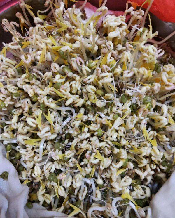 发豆芽的过程(超简单的自发绿豆芽)-第1张图片 发豆芽的过程(超简单的自发绿豆芽)-第1张图片