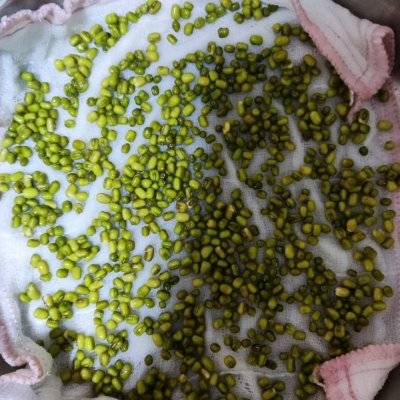 发豆芽的过程(超简单的自发绿豆芽)-第3张图片 发豆芽的过程(超简单的自发绿豆芽)-第3张图片